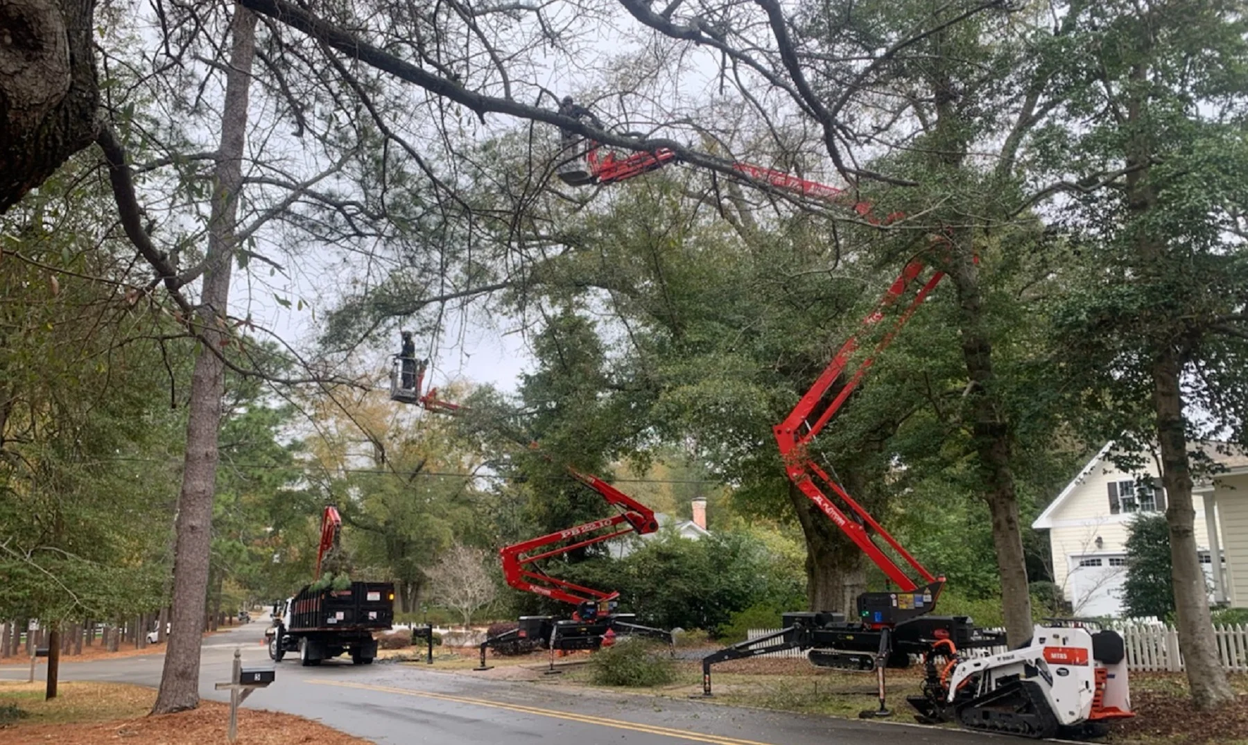 Professional tree service work