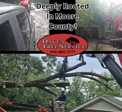 Tree pruning services