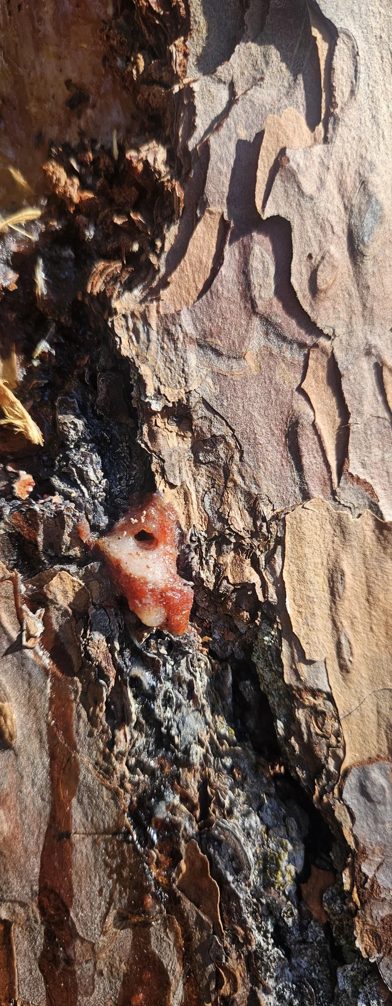 Completed Tree Service Job