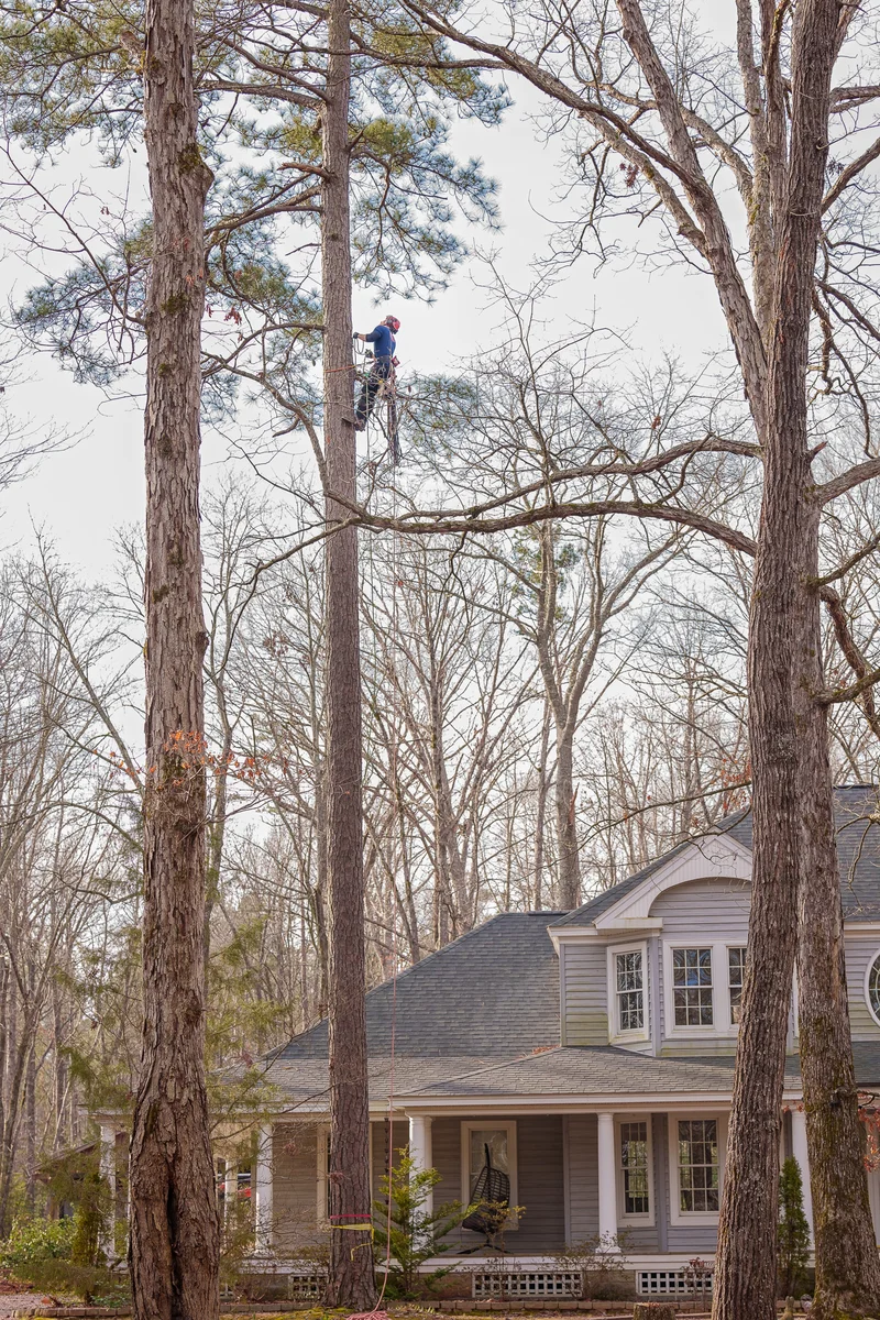 Using the Spider Lift for High Trimming