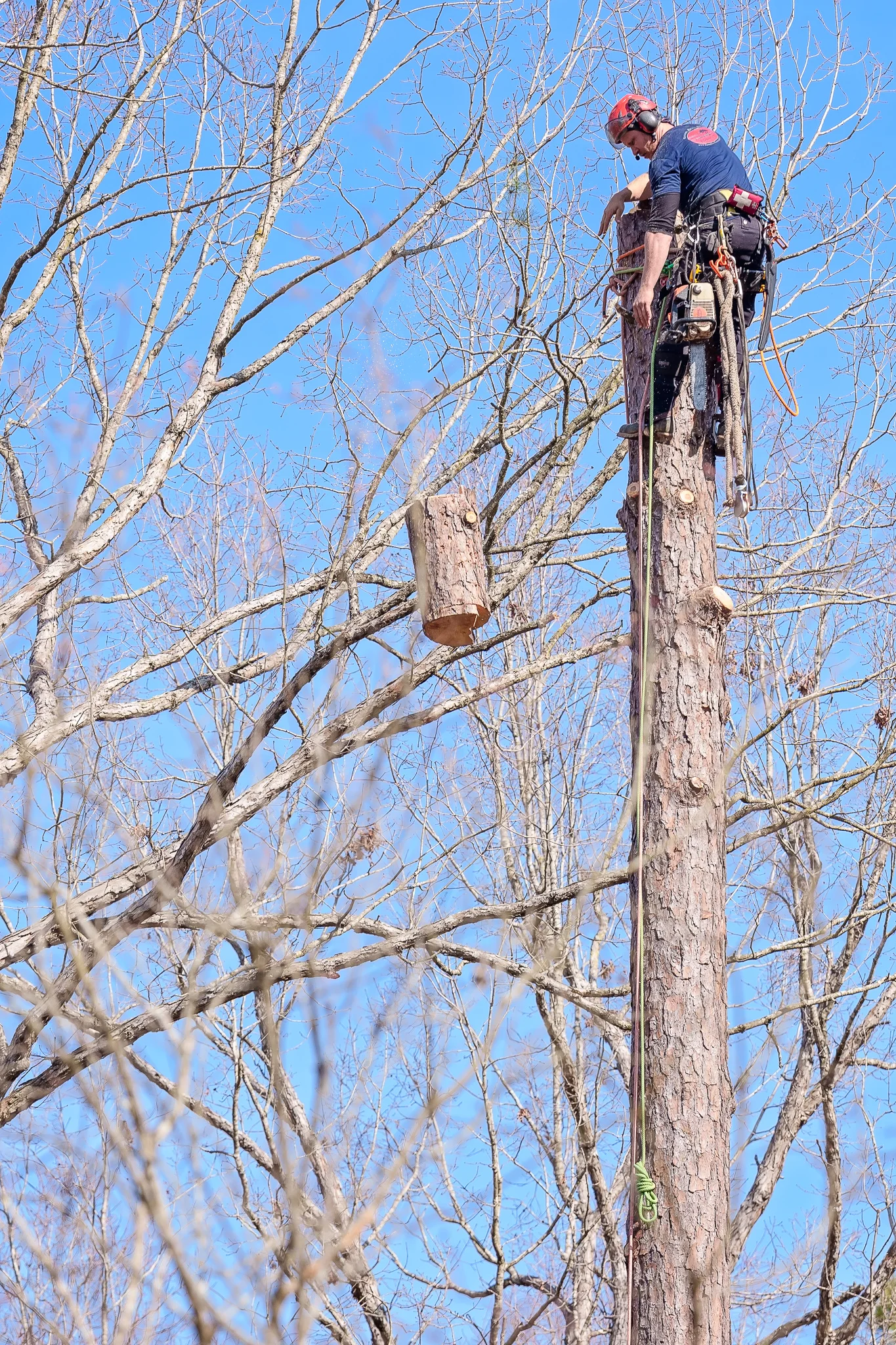 Dave's Tree Service Vass NC