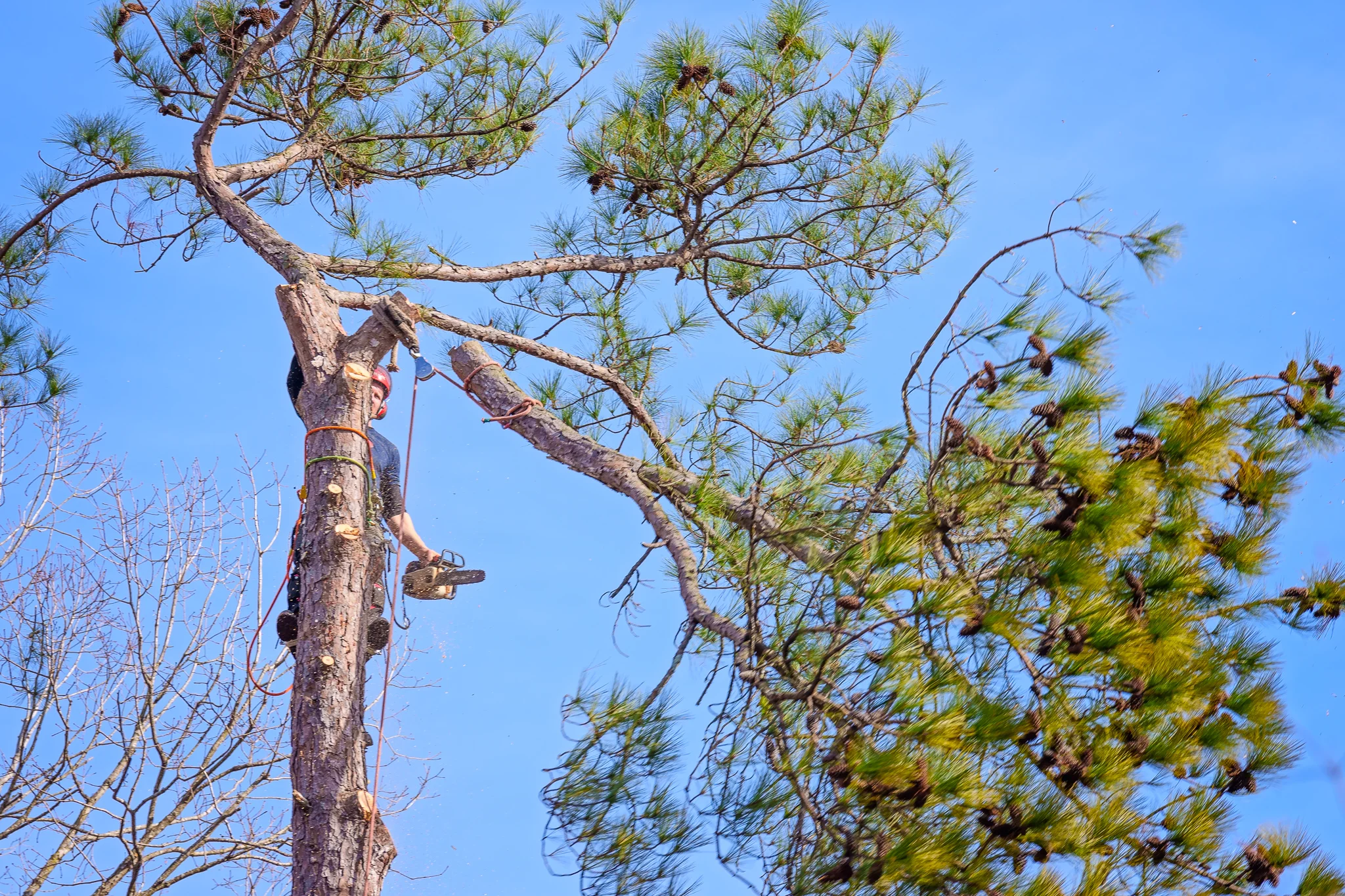 Dave's Tree Service Vass NC