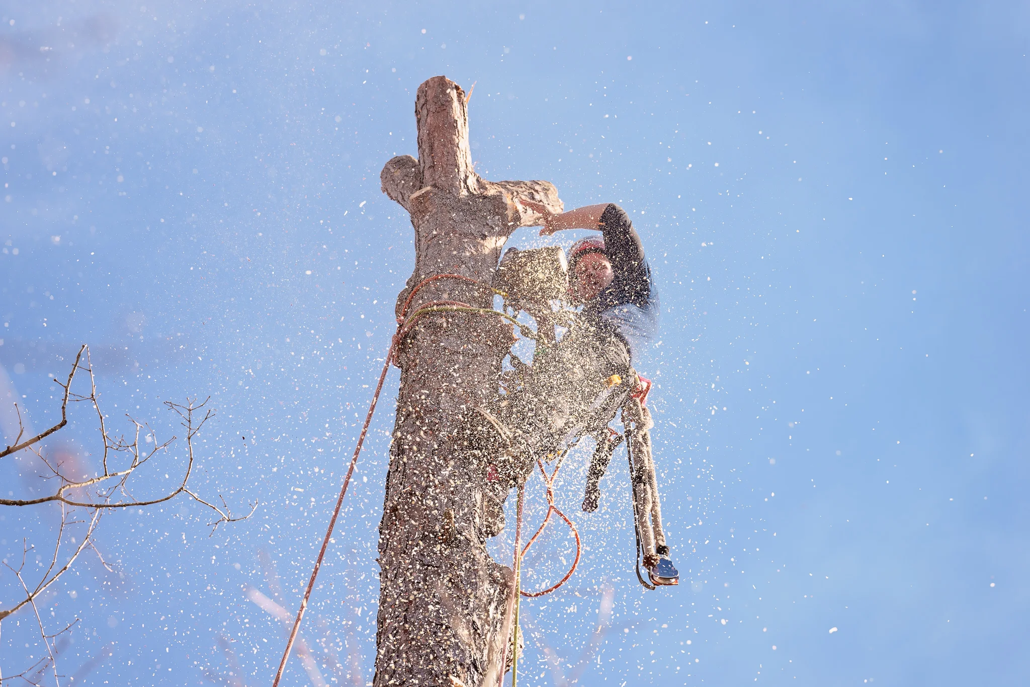 Dave's Tree Service Vass NC