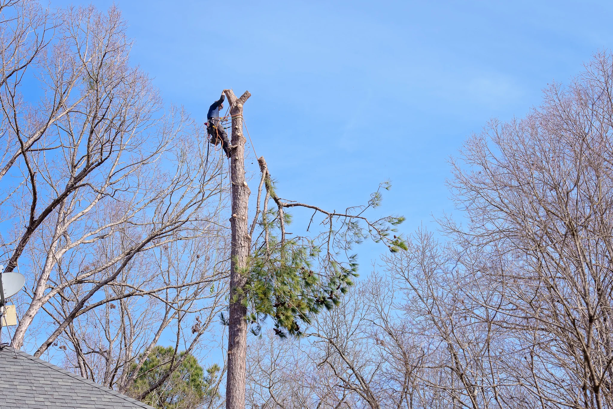 Dave's Tree Service Vass NC