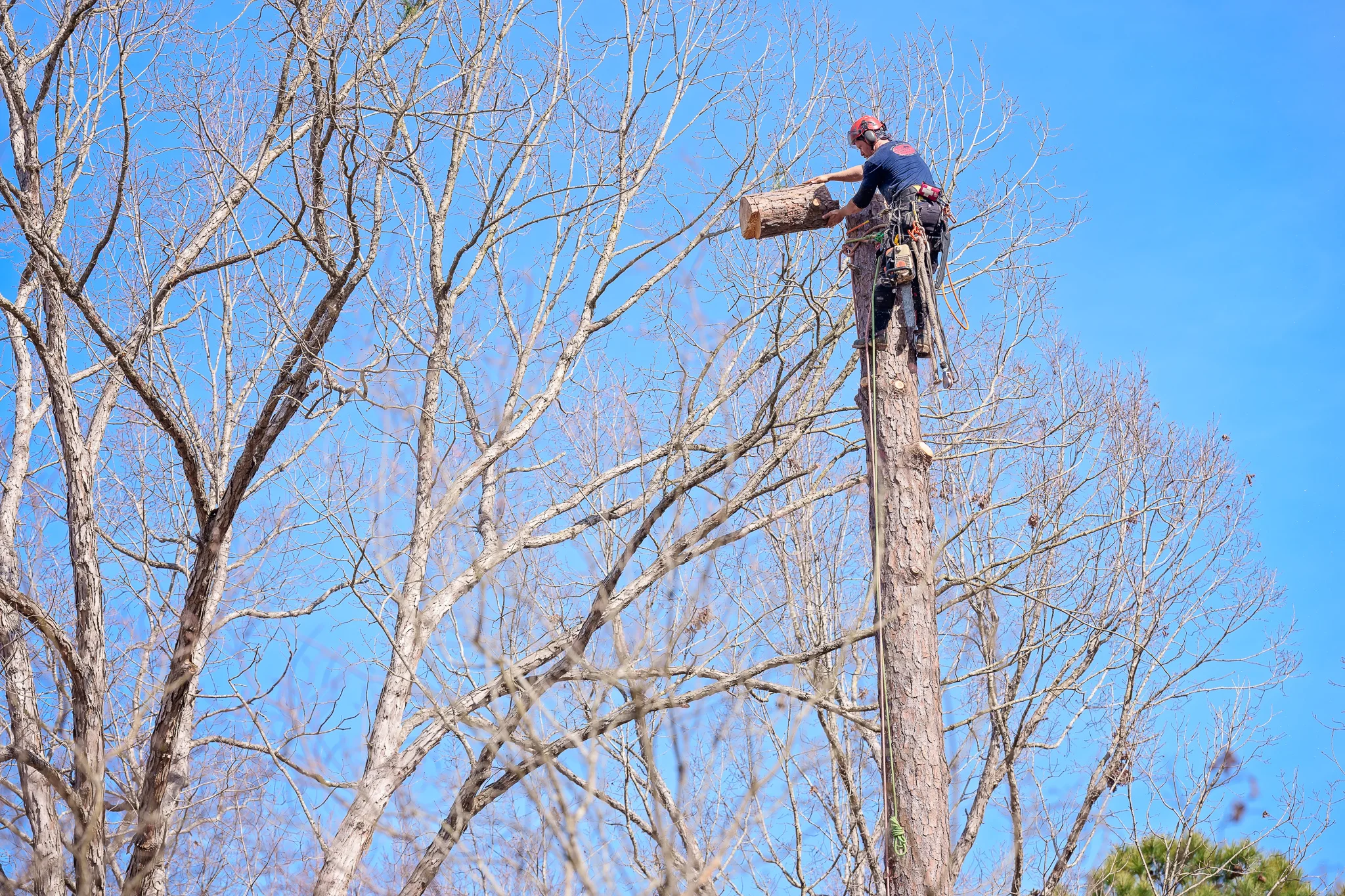 Dave's Tree Service Vass NC