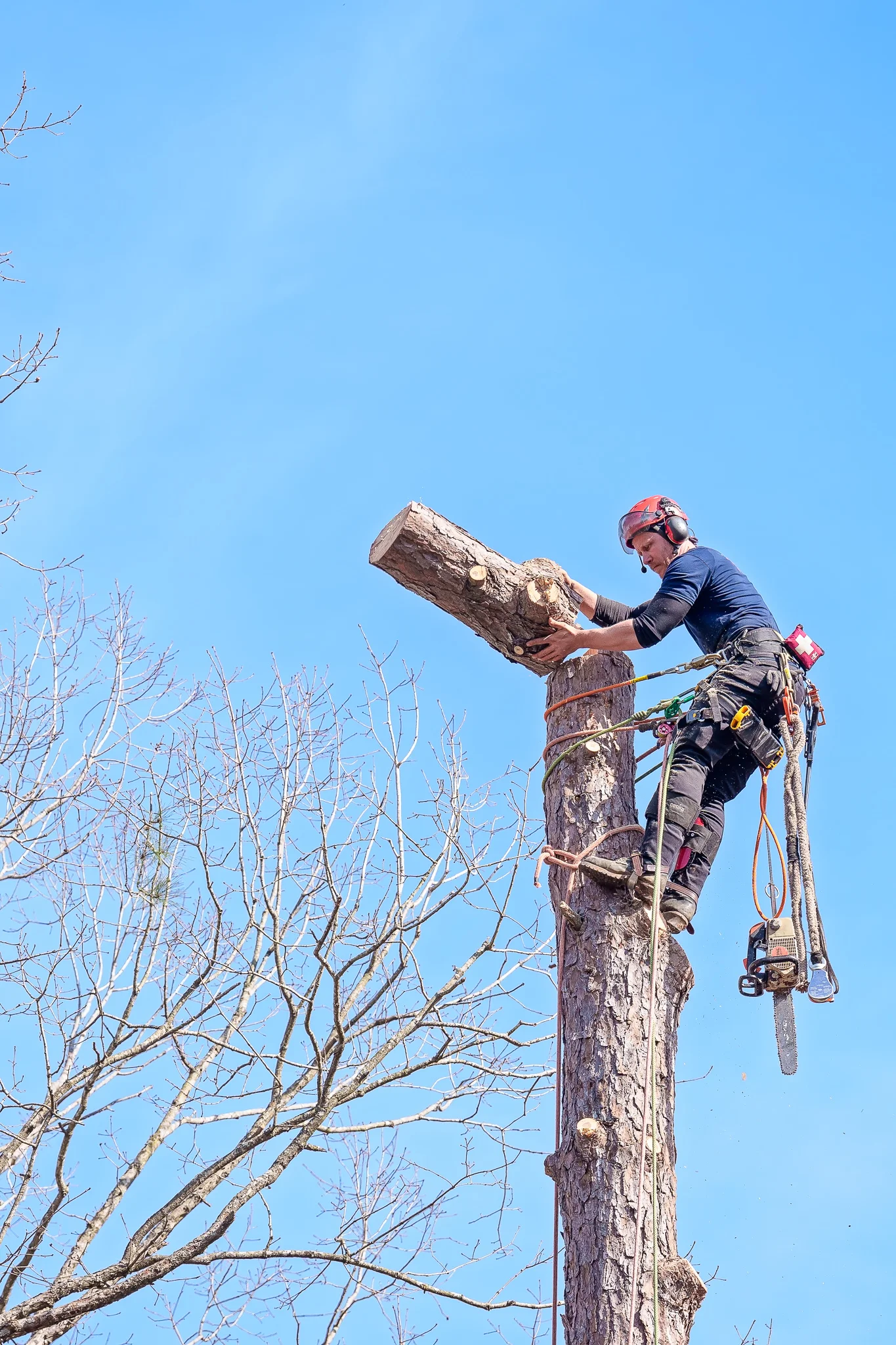 Dave's Tree Service Vass NC