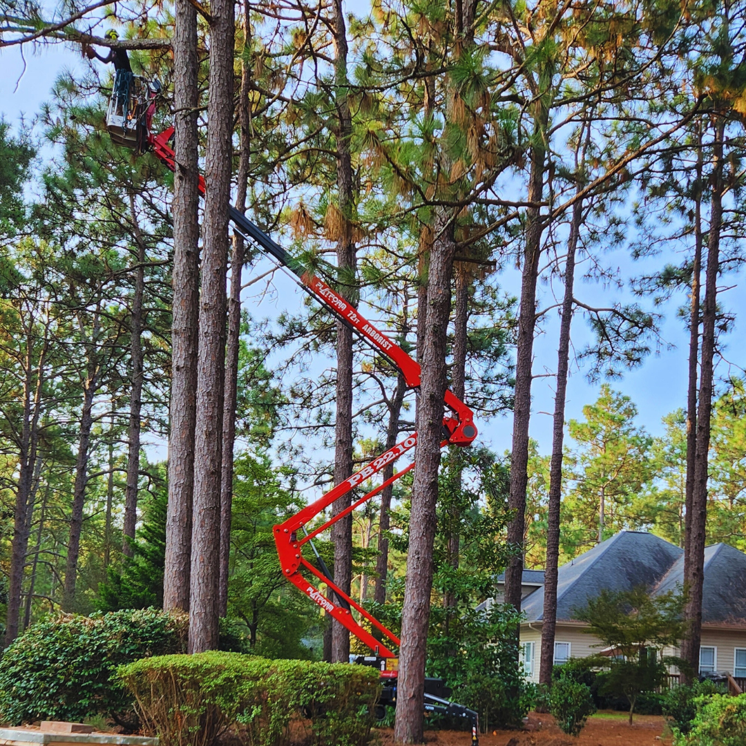 Tree pruning and trimming work