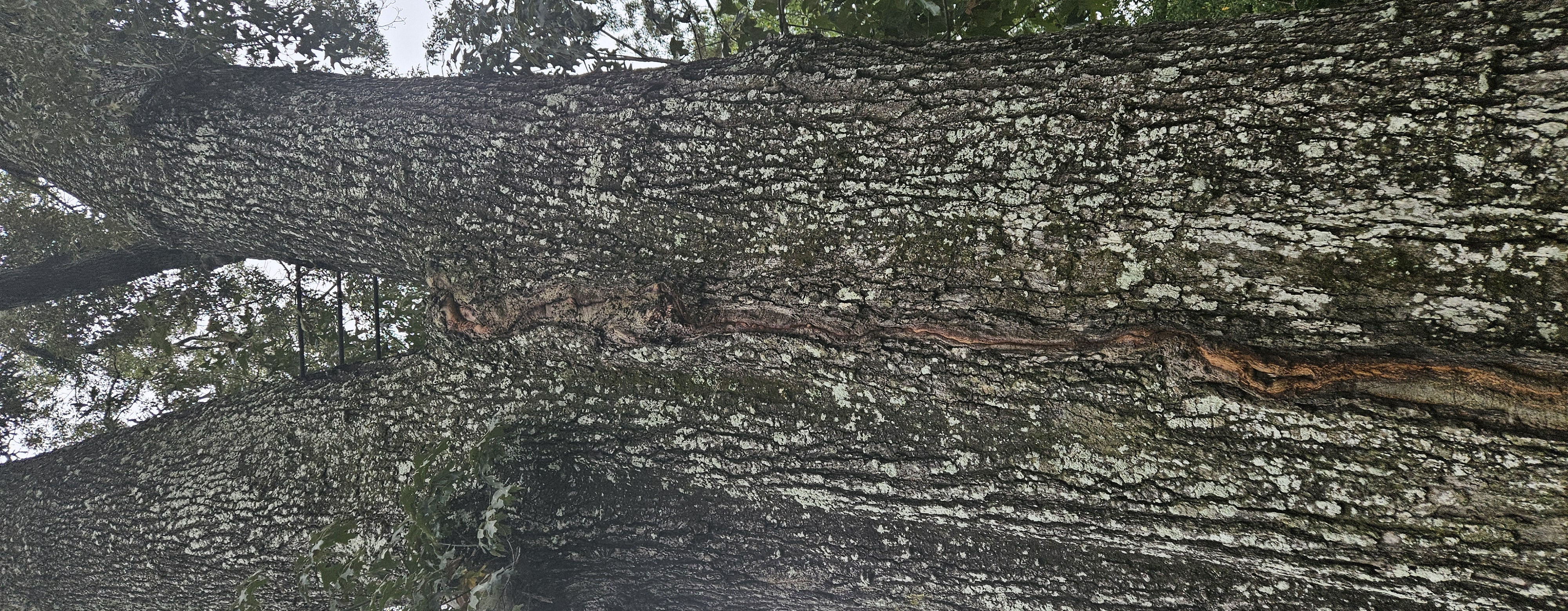 Tree bracing installation