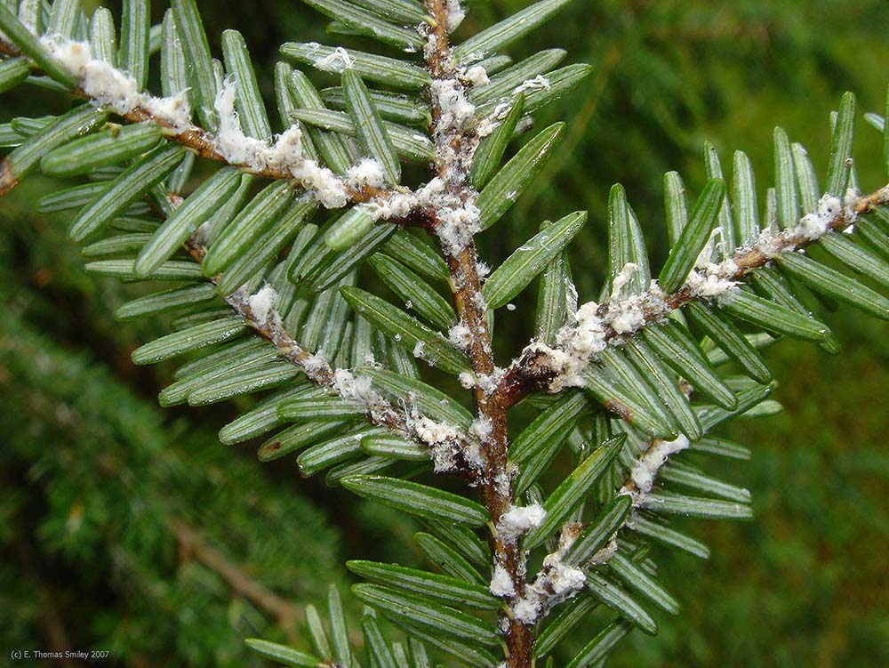 Hemlock Woolly Adelgid treatment