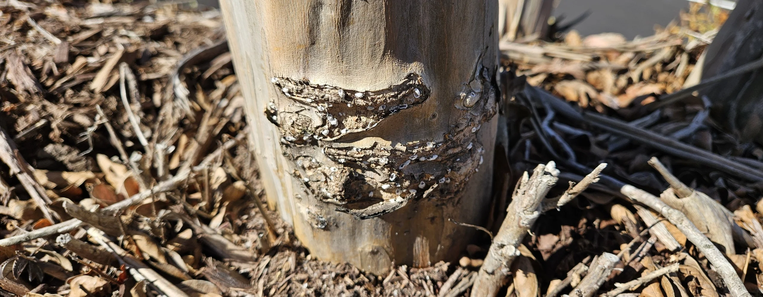 Plant Health Care Service Gallery Image 1