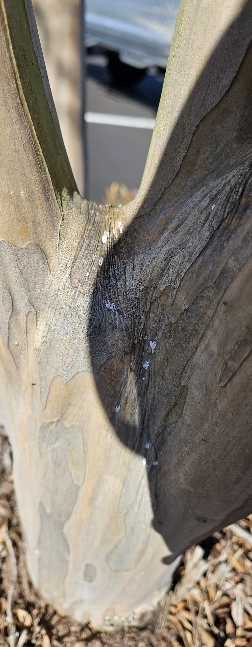 Plant Health Care Service Gallery Image 4