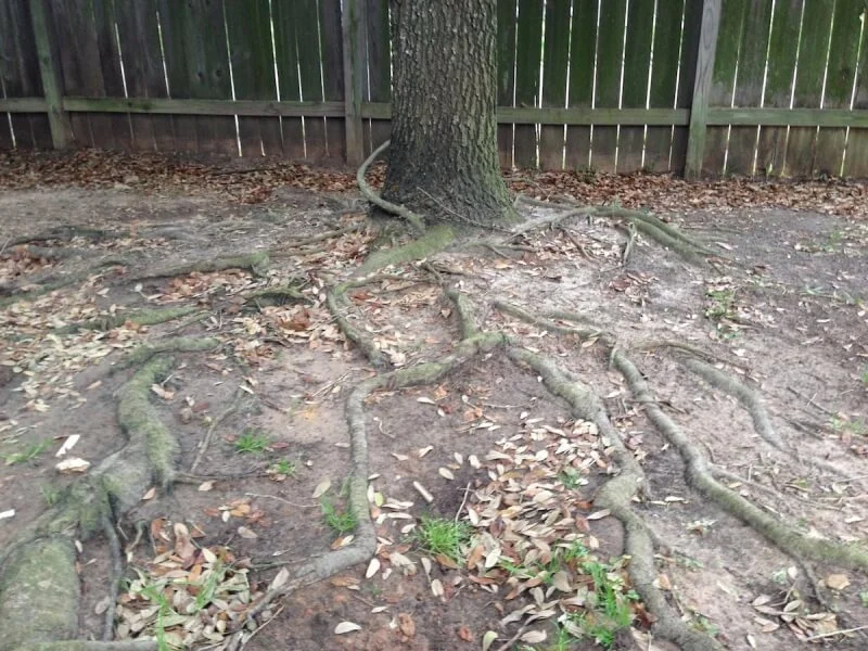 Tree root evaluation and assessment